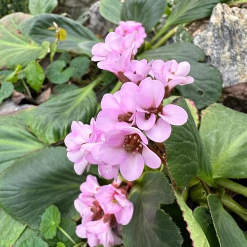 Semi di Bergenia, rare Bergenia cordifolia, decorazione del soggiorno semi di d'appartamento per luoghi soleggiati 80pcs