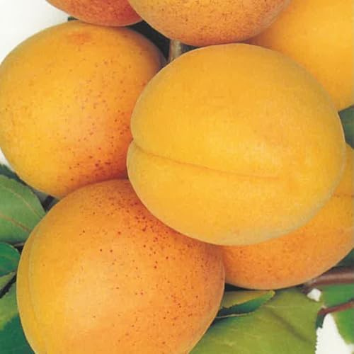 PIANTA DA FRUTTO ALBICOCCA PISANA in vaso 24 - età 3/4 anni
