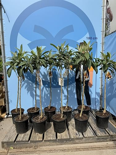 Japonica Mispel 160 cm Mispero, Argelino