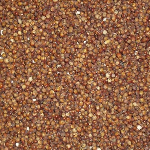 Bamfords Top Flight Red Dari 20kg - Racing Pigeon Food/Fishing Bait