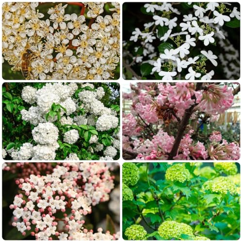 bola de nieve - semillas de exóticas balcón semillas bola nieve resistentes en otoño culinarias raras, decorativas jardín 225semillas