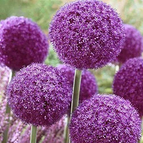 Ampoules vivaces en allium violet géant pour l'embellissement du jardin. (3)