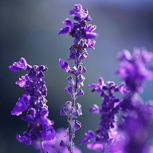 French Lavender Seeds - 'Lavandula stoechas' - 75 Organic Flower Seeds - Also Used for Essential Oils & potpourris
