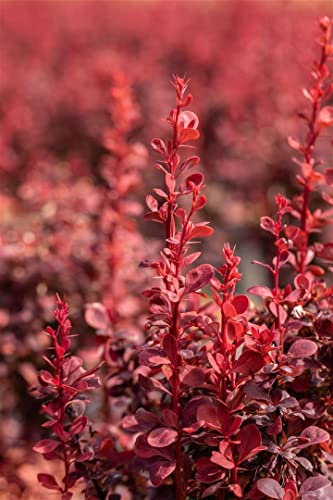 Berberis thunbergii 'Orange Rocket' 20-25 cm - Säulen-Berberitze, orange-rote Blätter, ideal für Hecken und Rabatten, pflegeleicht, winterhart