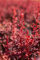 Berberis thunbergii 'Orange Rocket' 20-25 cm - Säulen-Berberitze, orange-rote Blätter, ideal für Hecken und Rabatten, pflegeleicht, winterhart