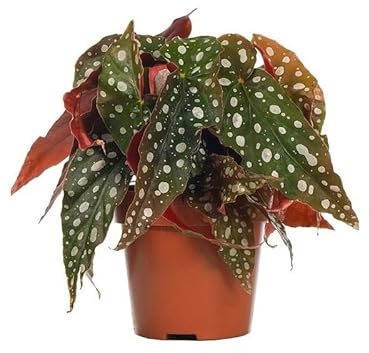 Begonia Maculata Natural Planta de Interior y Exterior - Fácil de Cuidar