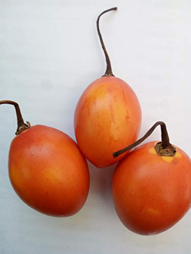 GRAINES TOMATE ARBRE-TAMARILLO-Cyphomandra betacea …