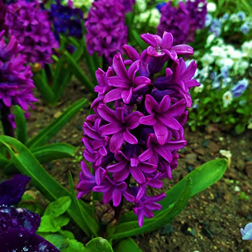 Hyzinthenzwiebeln : Hyzinthus - Hyzinthen  Woodstock  3 Blumenzwiebeln 12/14