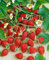 Fragaria vesca var. semperflorens 'Alexandria' ca. 9x9 cm Topf - Monatserdbeere, weiße Blüten, Früchte von Juni bis Frost, ideal für Kübel, pflegeleicht