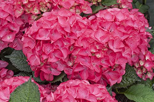 Hydrangea macrophylla 'Red Angel' 40-60 cm - Hortensie, rote Blüten, Blütezeit Juni-September, ideal für Kübel und Rabatten, pflegeleicht und winterhart