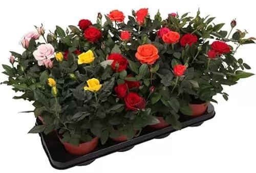 GT BIO Terre di Romagna Rose in Vaso, Piante Vere Profumate, Colori Assortiti, Vaso 12 cm