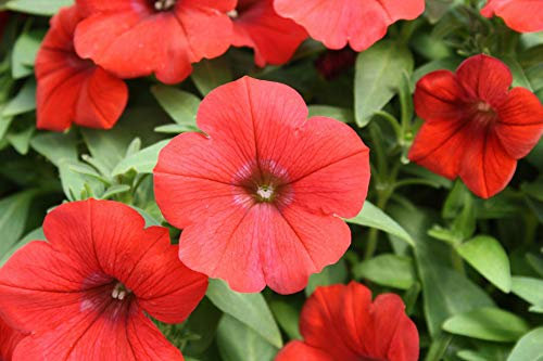 250 Petunia Nana Compacta Scarlet Red Seeds - 250 Seeds