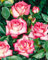 Rosa 'Nostalgie' 90 cm Stammhöhe - Edelrose, zweifarbige Blüten, Blütezeit Juni-Oktober, ideal für Beete und Kübel, duftend, winterhart