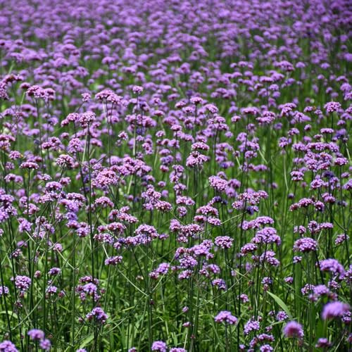 1000 piezas semillas de verbena reales - orgánicas lecho orgánicas resistentes