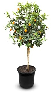 Sunny Tree - Kumquat - Citrus Paradisi - Jordgubbsträd - Fruktträd - 8 år - 160 centimeter