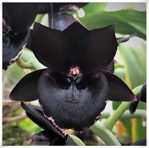 Bulbo de Orquídea Cymbidium -Delicada,Versátil, Suave, Elegante, Resistente, Vibrante-3 Bulbos