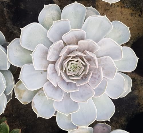 Echeveria 'Lila China' / Conteneur de 2 à 2.9 litres/Succulente d'intérieur et d'extérieur