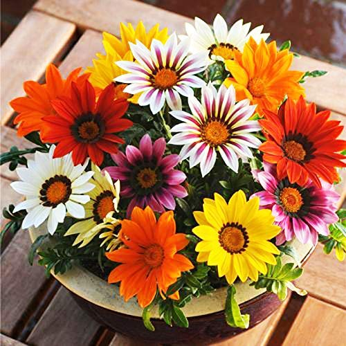 Gazania Hybrida Treasure Mix Coloré Graines De Fleurs 30 + Chrysanthème Fleur Belle Plante Fleur pour La Maison Jardin Cour Plantation