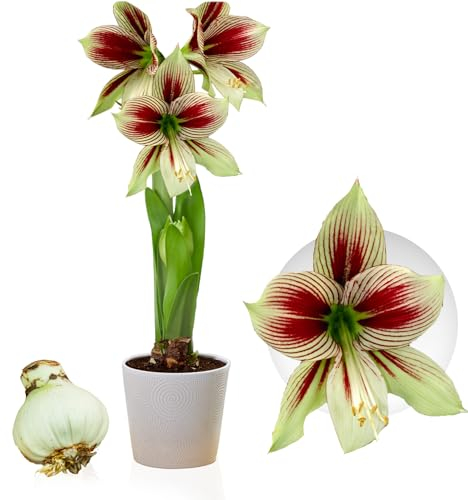 Amaryllis Zwiebel Papilio - 1 Blumenzwiebel in Großformat 20/22 - Exklusive Blumenzwiebeln Amarillis - Echte Pflanzen aus Holland - Hippeastrum Zwiebeln (keine Samen, Wachs und nicht künstlich)