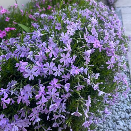 600 pcs teppichphlox samen winterhart schnittblumen exotische pflanzen teppich flammenblume gartenblumen pflanzen balkon pflanze wildblumenwiese saatgut mehrjährig seed blumenwiese