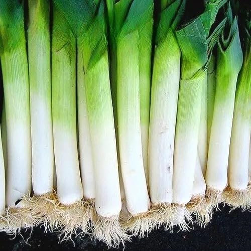 400 October Leek Seeds β Allium porrum β Long White Mild Stems, Early Autumn Harvest Vegetable β Free Plant Tag
