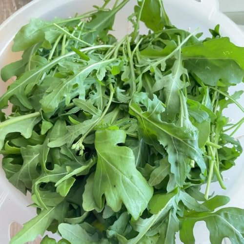 rucola samen winterhart - rucola pflanzen samen, gartenpflanzen winterhart mehrjährig, gemüse anzucht rucolasamen bio mehrjährig, bonsai samen, bio samen gemüs winterharte pflanzen für 150pcs