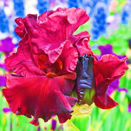 Iris Bulbs,Iris Plant Wedding Flowers/Garden Flowers/Plant Bulbs/Cut Flowers/Ornamental Flowers/Hardy Perennial-10bulbs-b
