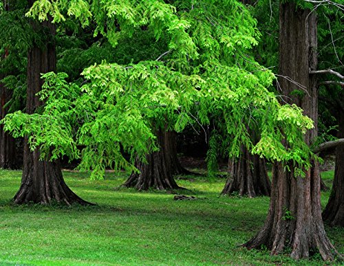 Aurora Secuoya >50 Semillas