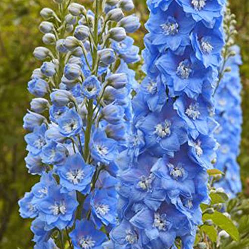 6 x Delphinium 'Summer Skies' - Perenni Vaso 9cm x 9cm