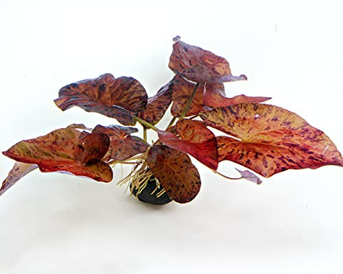 Roter Tigerlotus - Pflanze mit Knolle - ROTE Aquarium Pflanze/Wasserpflanze fürs Garnelenaquarium