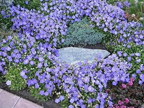 campanule 'blu clip' ~ campanule, campanule Carpatica Seeds perenne