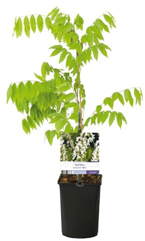 GreenboutiQ - Glycine - Wisteria floribunda Alba - Fleurs blanches - 1 plante - Pot 11cm Hauteur 40cm