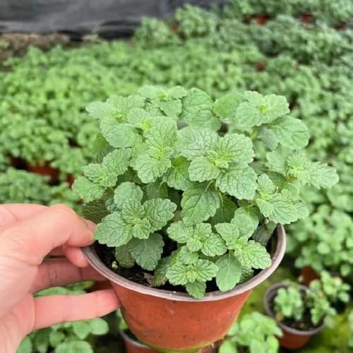 semi di melissa biologici - medicinali da appartamento di melissa, giardino da interno rare, decorazione 100pcs