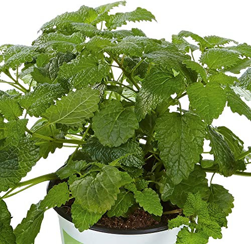 Lemon Balm Plug Plants. 'Fit'. Herbaceous Perennial with a Lemon Aroma. Medium Plug Plants x 4. Available from Bedwen Plants.