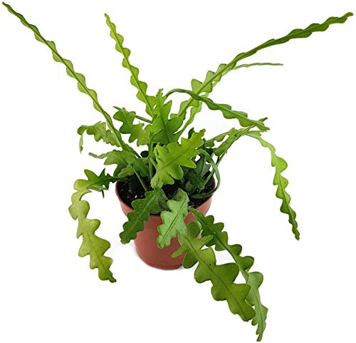 Fangblatt - Epiphyllum anguliger - bizzarer Blattkaktus - die Kaktee ist eine sehr schöne, pflegeleichte Zimmerpflanze für das sonnige Fensterbrett - blühfreudige Sukkulente