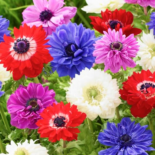 Anemonen Zwiebeln St. Brigid Mischung (50 Anemone Knollen Mix im Verpackung) Mehrjährig und winterharte Blumenzwiebeln für Töpfe, Balkone und Garten (starke pflanze, kein Samen en nicht künstlich)