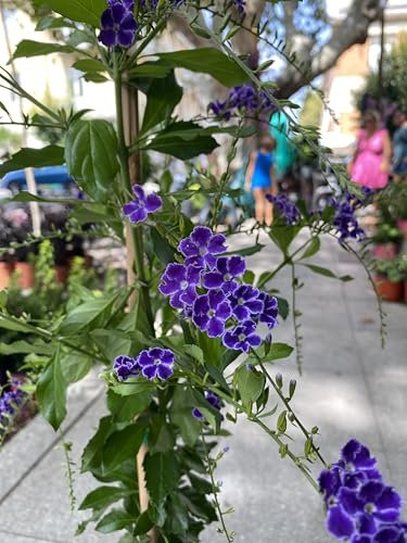 Duranta erecta, vaso 18 Cm - Pianta rampicante