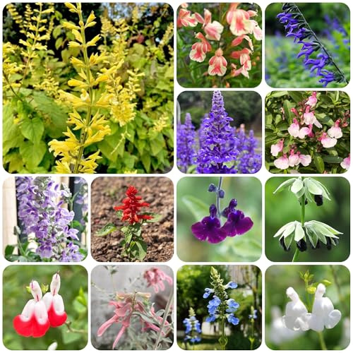 semillas de salvia - salvia - Jardín de en el balcón, otoño en el interior semillas balcón sostenibles interior, 750semillas