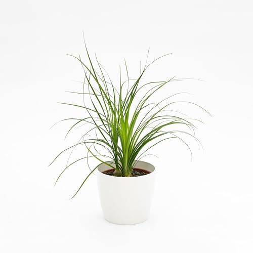 Vivai le Georgiche - Pianta vera di Beaucarnea recurvata - vaso Ø 12 cm