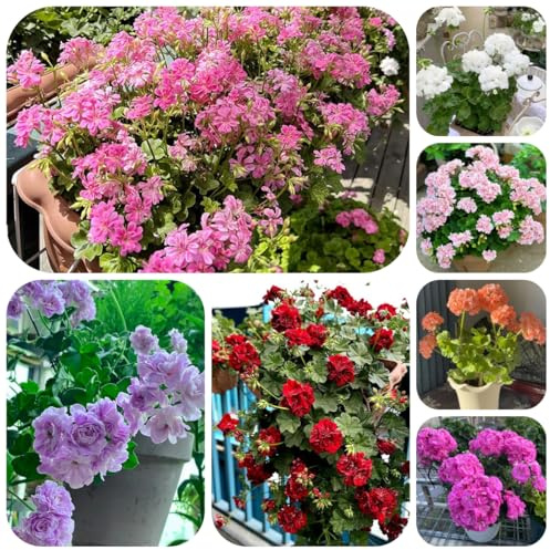 semi di geranio ornamentali decorazione gerani pelargonium appesi resistenti all'esterno resistenti rare, selvatici decorazione 100pcs