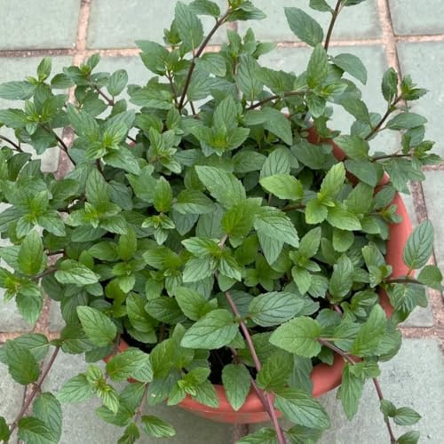 semi di menta piperita biologici - rare da balcone estremamente resistenti alla serra 250pcs