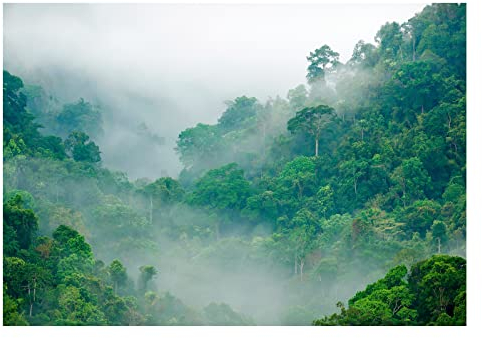 Fototapete Wald Nebel Dschungel Regenwald Urwald Fototapeten 3D Effekt Wohnzimmer Schlafzimmer Wandtapete Vlies Tapete UV-Beständig Montagefertig (208x146 cm - 2 Bahnen, 14160)