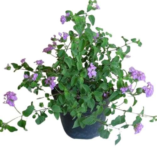 Lantana Montevidensis Natural Planta Tapizante para Embellecer tu Jardín