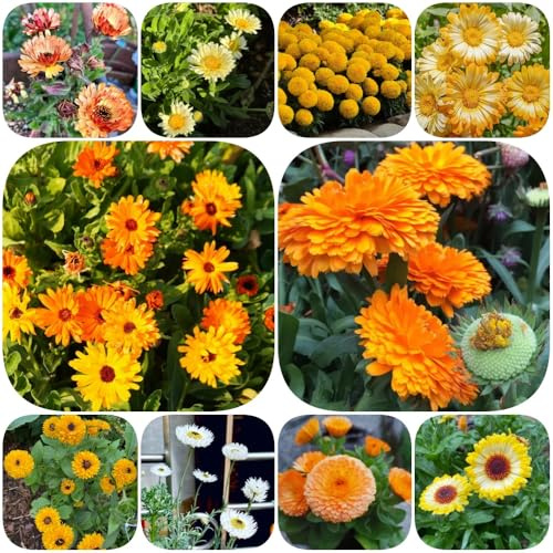 Semillas de caléndula - semillas de silvestres regalos para jardineros resistentes extraño como recuerdo fiesta Caléndula officinalis balcón 800pcs