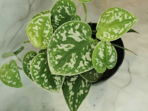 Satin Pothos- Scindapsus Pictus argyraeus- Epipremnum Devils Ivy