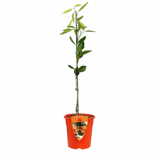 Cultiva la Frescura Árbol Natural de Naranjo para tu Jardín
