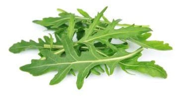 Graines Roquette cultivée - sachet d'environ 2500 graines - Eruca/sativa/Brassicacées - Graines de style