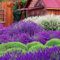 400 Unids Semillas de Lavanda Fragante Home Garden Bonsai Plant Lavandula Flower Decor para Plantación de Jardín semillas de lavanda