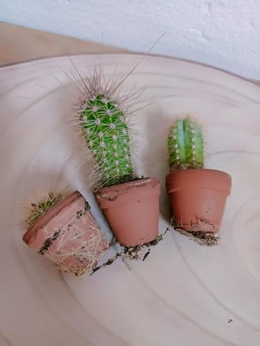 BotanicaUrbana- Mix de 3 Mini Cactus Naturales Surtidos en Maceta de Barro, 3 cm Diámetro, 5 cm Alto