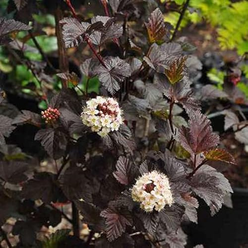 Physocarpus 'Diabolo' 30–40 cm Vaso – Physocarpus opulifolius 'Diabolo' – Foglia porpora ornamentale